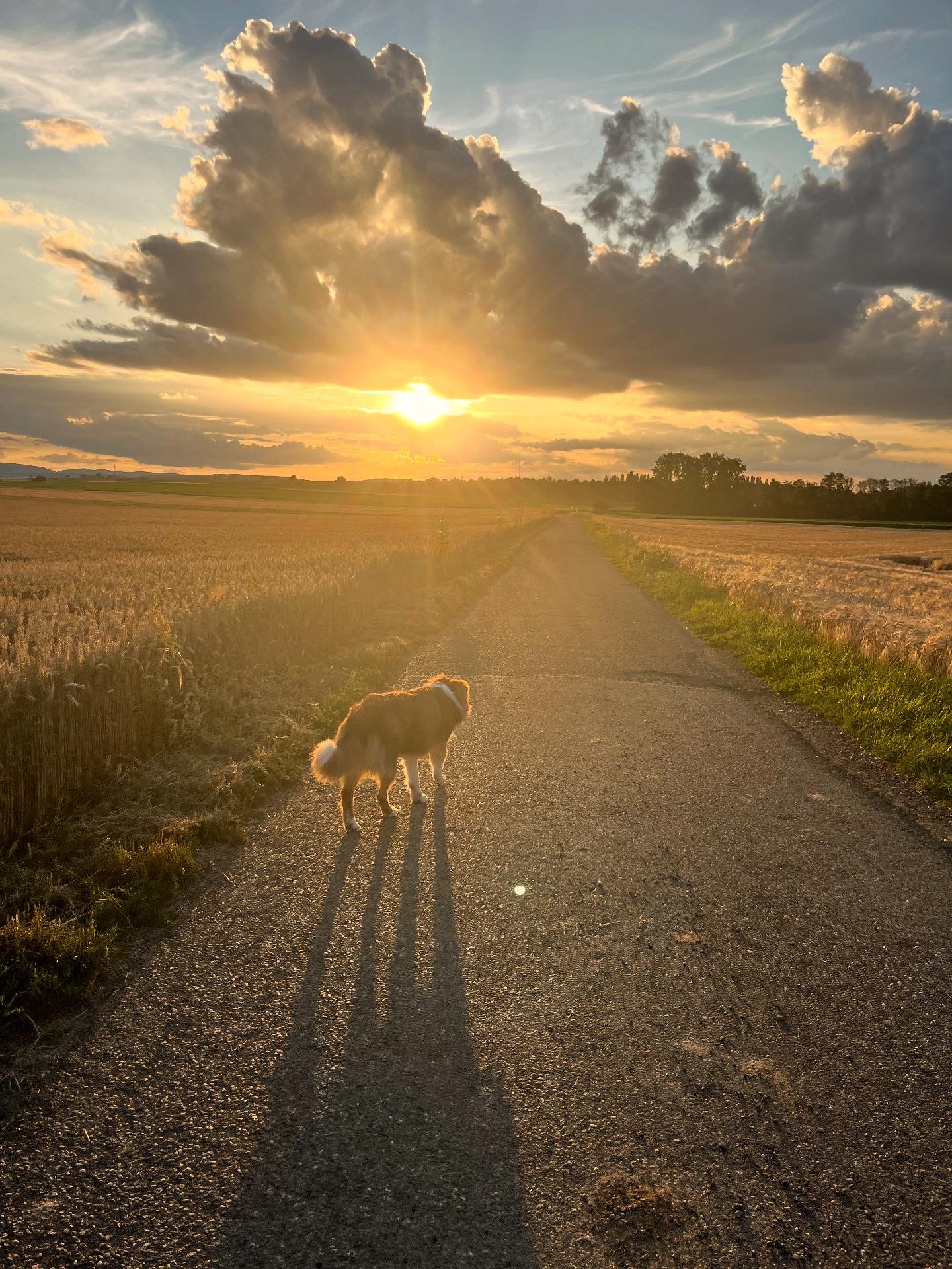 Photographie au coucher du soleil claire Römer photographe Molsheim Obernai Wolxheim