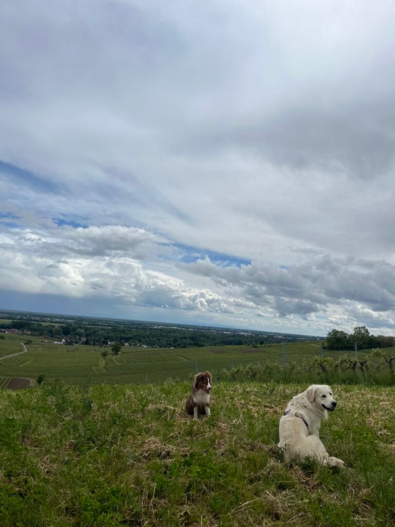 Claire Römer photographe à Wolxheim près de Molsheim en Alsace.